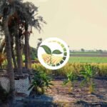 Egypt’s Agriculture Miracle You Don’t Know About
