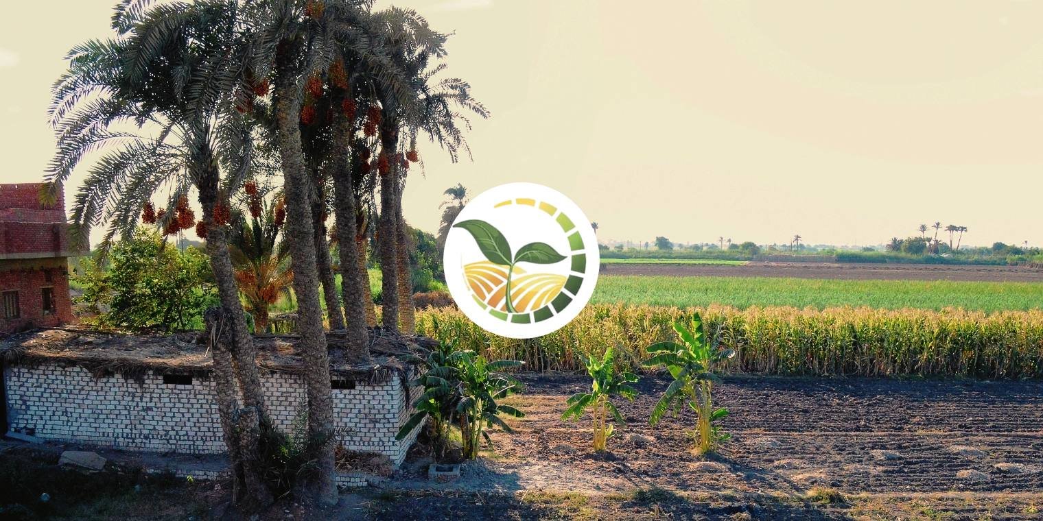Egypt’s Agriculture Miracle You Don’t Know About
