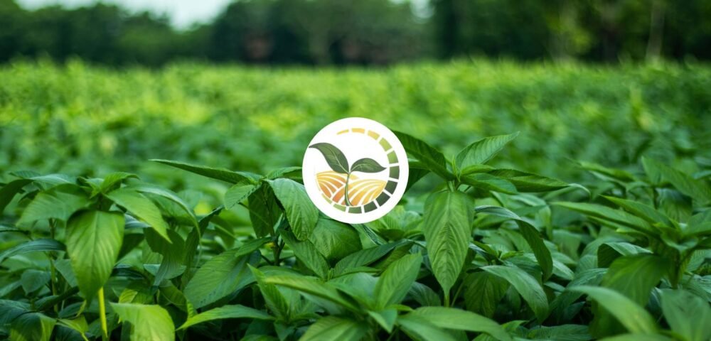Fresh Egyptian Vegetables: A Global Favorite