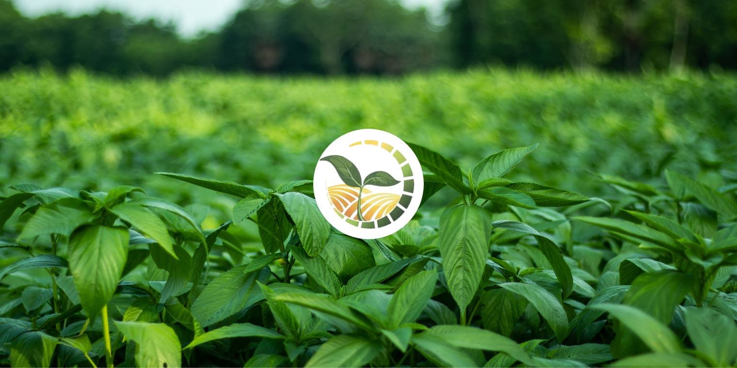 Fresh Egyptian Vegetables: A Global Favorite