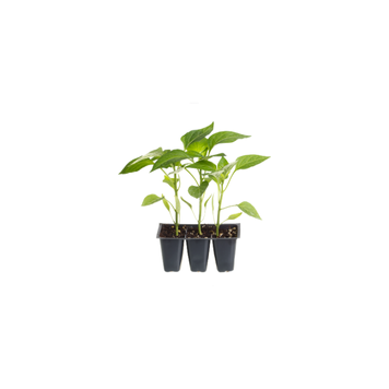 Sweet Pepper Seedlings