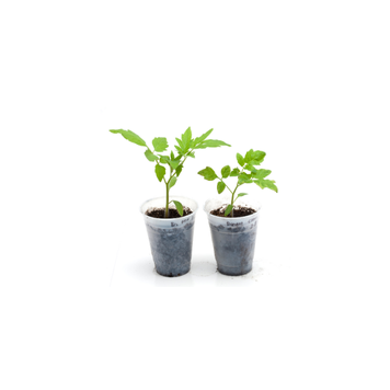 Tomato Seedlings
